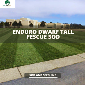 Enduro Best Dwarf Tall Fescue Sod