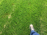 Endurance Fescue Sod