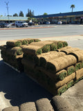 Enduro dwarf tall fescue