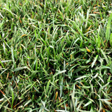 Enduro Dwarf Tall Fescue Seed