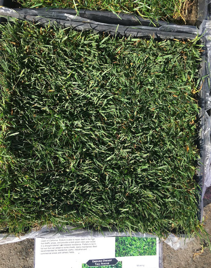 Enduro Dwarf Tall Fescue Sod – Sod and Seed,