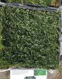 Enduro dwarf tall fescue grass