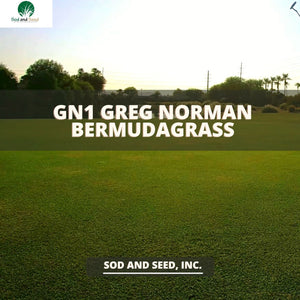 GN1 Greg Normal Bermuda Grass Sod
