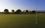 GN1 Greg Norman Bermudagrass sod