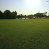 GN-1 Greg Norman Bermudagrass
