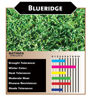 Blueridge Bluegrass Ryegrass Sod Non-Netted – Sod and Seed, Inc.