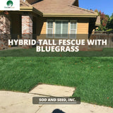 Best Hybrid Tall Fescue with Bluegrass Sod