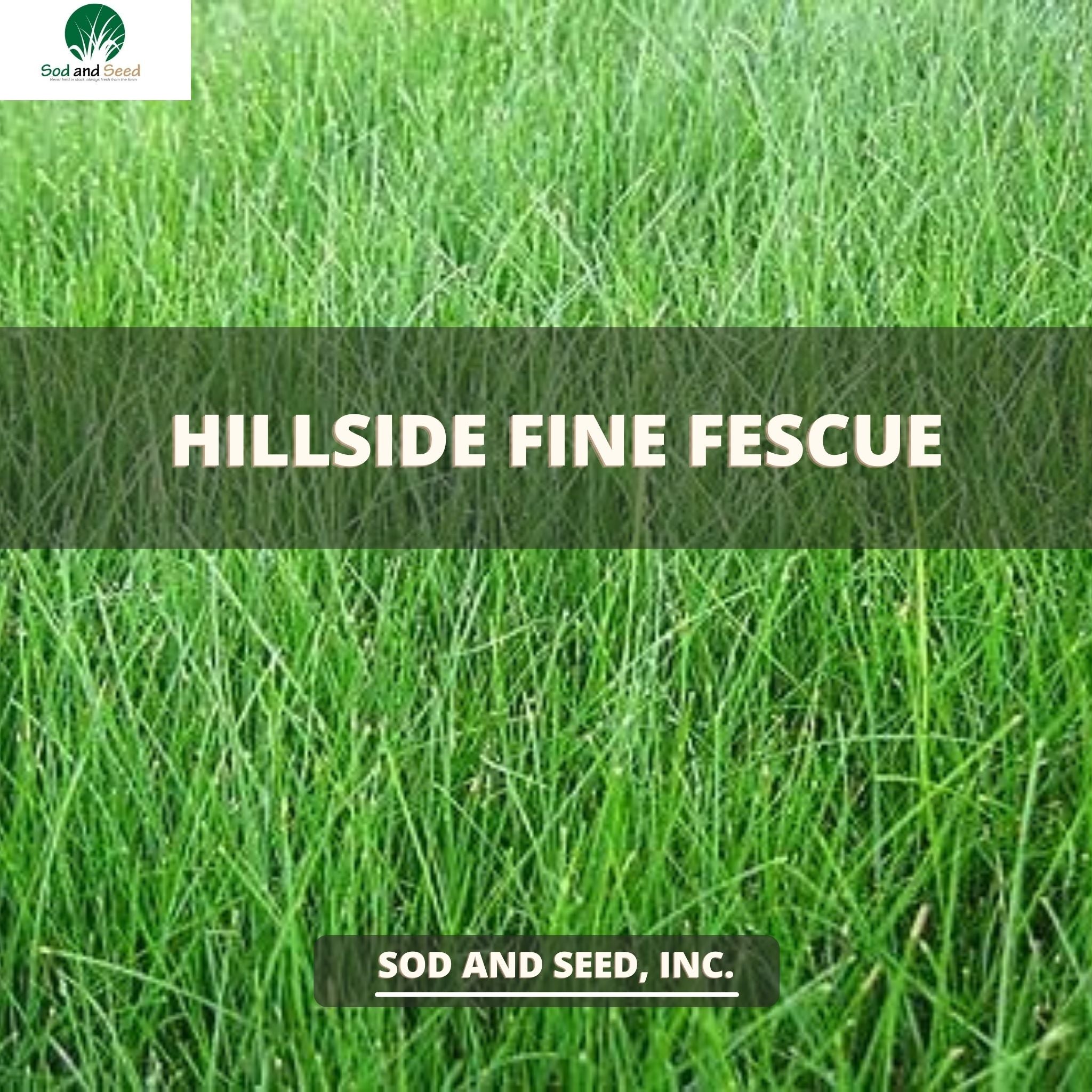 Hillside Fine Fescue – Sod and Seed, Inc.