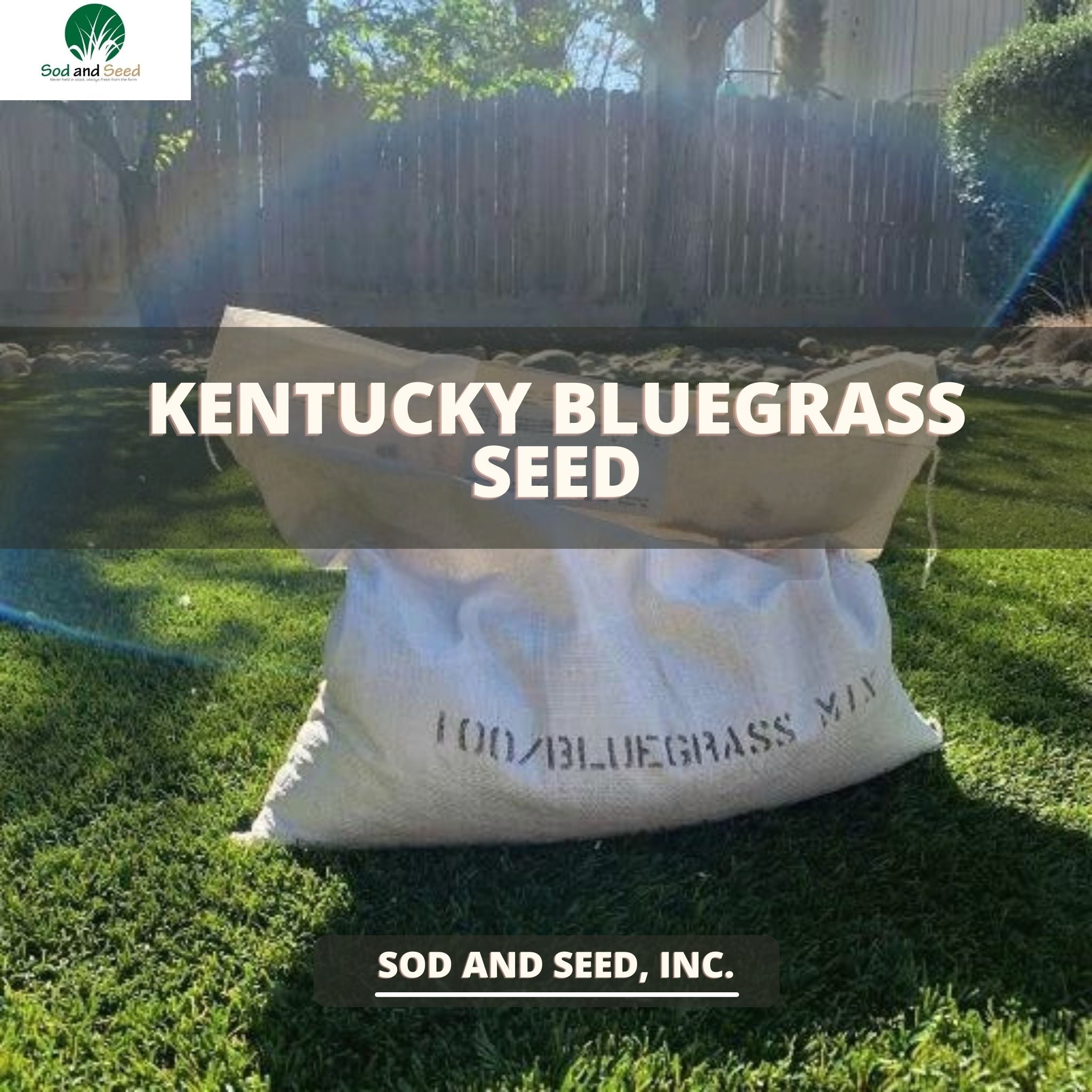 kentucky blue grass seed lowes Kentucky Bluegrass Seed – Sod and Seed, Inc