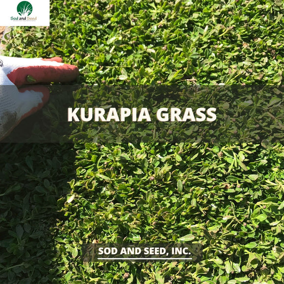Kurapia Grass Near Me