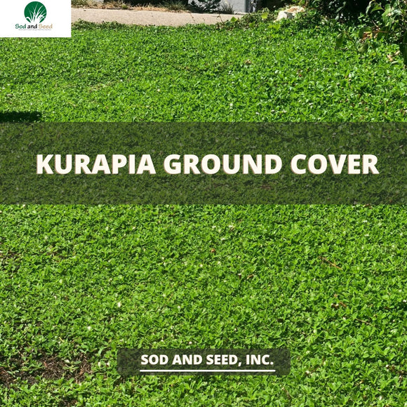 Kurapia Ground Cover
