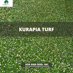 Kurapia Turf Near Me