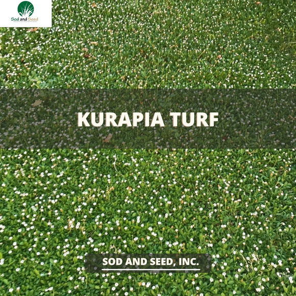 Kurapia Turf Near Me
