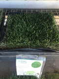 Blue grass sod delivery