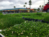 kurapia grass