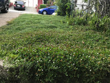 Kurapia grass seed