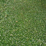 kurapia ground cover