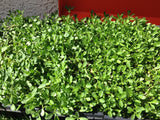 Kurapia seeds for sale