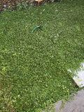 Kurapia grass pricing and reviews
