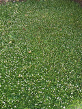 Kurapia seed