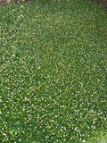 Kurapia sod and seed