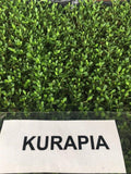 Kurapia turf ground cover