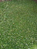 kurapia grass flowering from sod