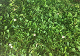 Kurapia grass turf