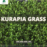 Kurapia Grass