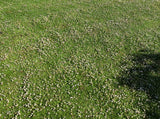 Kurapia phyla nodiflora