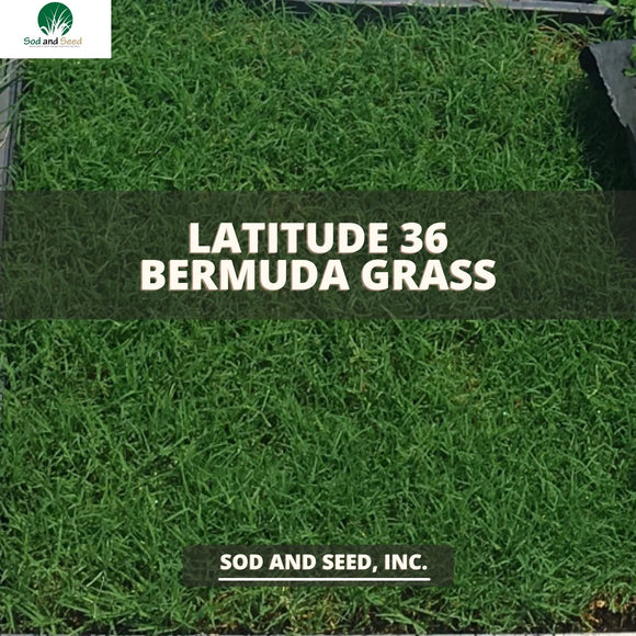 Latitude 36 Best Bermuda Grass Sod