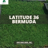 Latitude 36 Bermuda grass