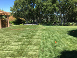 Fescue grass seed next to fescue sod