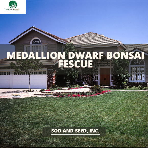 Dwarf Fescue with Bonsai
