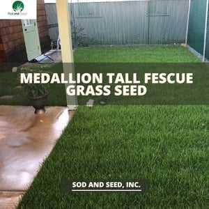 Medallion Tall Fescue Grass Seed