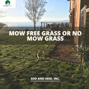 Best Mow Free Grass No Mow Sod