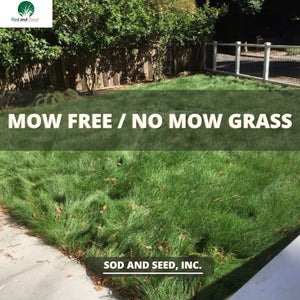 Mow Free Grass No Mow Sod