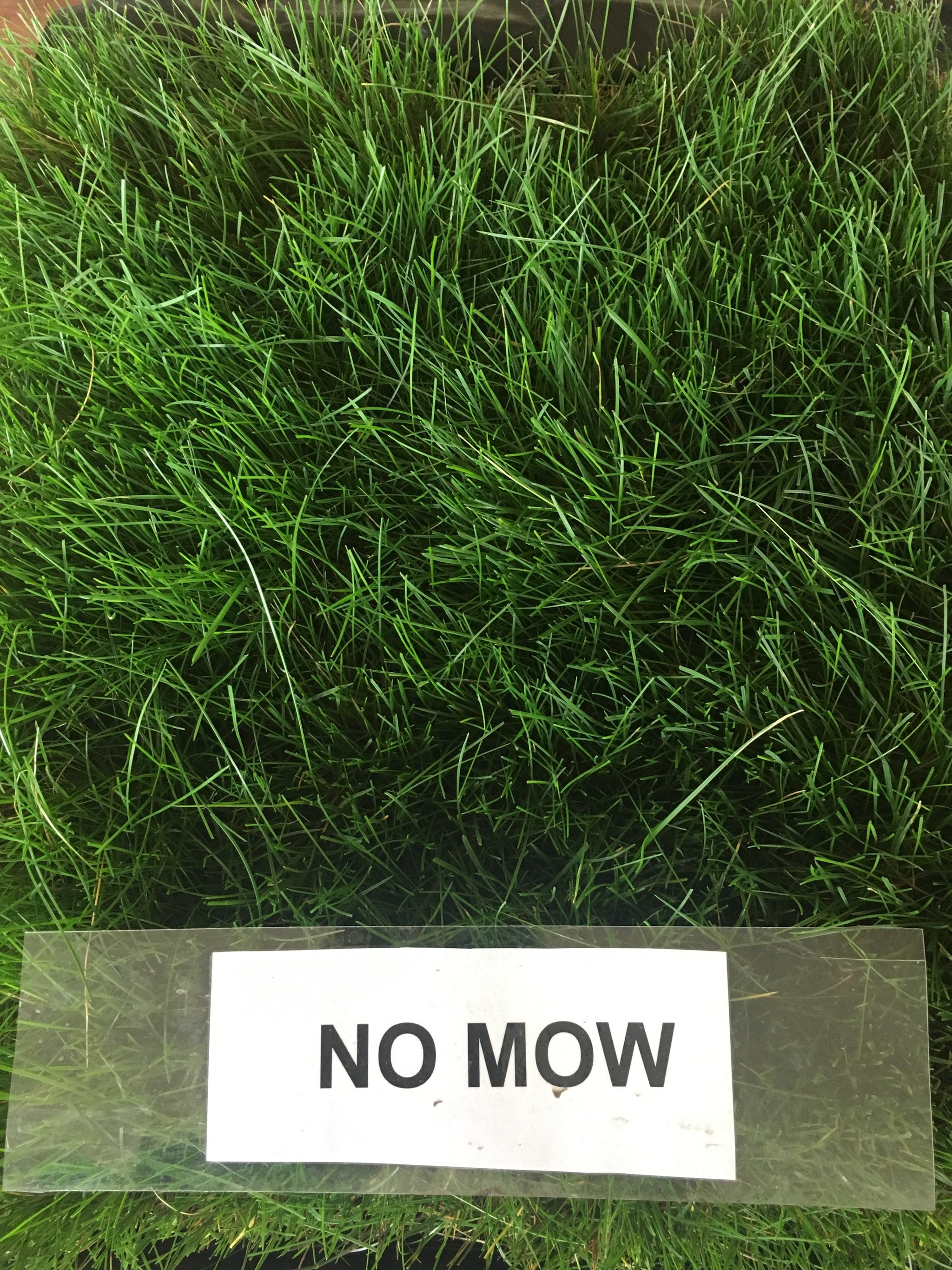 low mow grass seed No Mow Grass Seed – Sod and Seed, Inc
