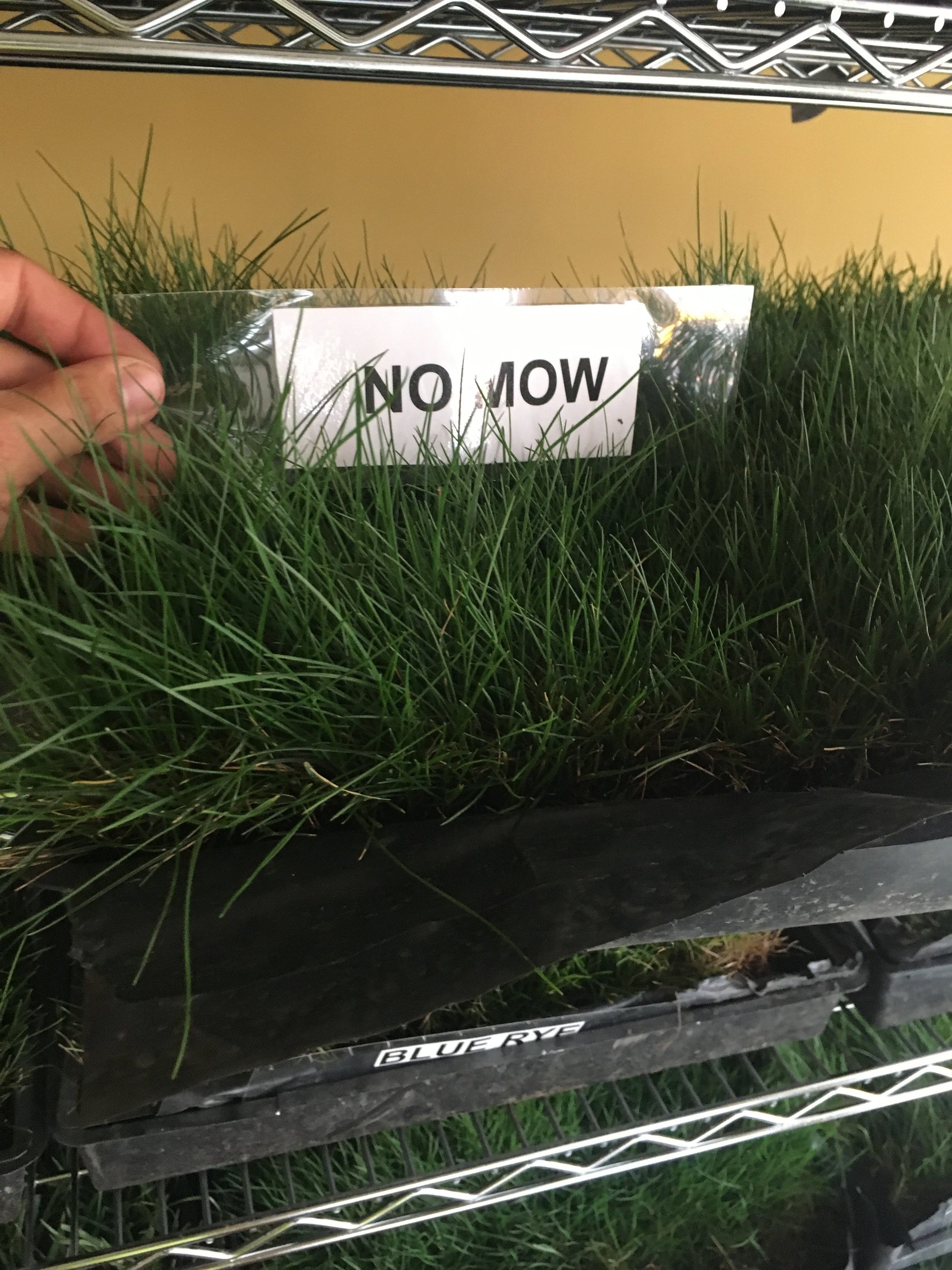 No Mow Grass Seed – Sod and Seed, Inc