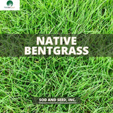 Native Bentgrass