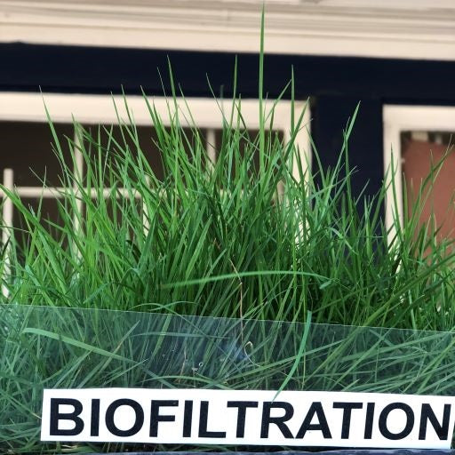 planting grass seed in california California Native Biofiltration Grass Seed – Sod and Seed, Inc