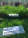 native bentgrass mow free