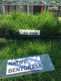 native bentgrass sod and seed