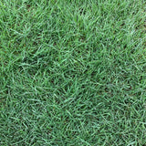 Native Bentgrass - Bay Area Sod and Seed