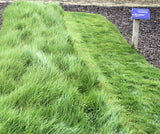 Native bentgrass seed