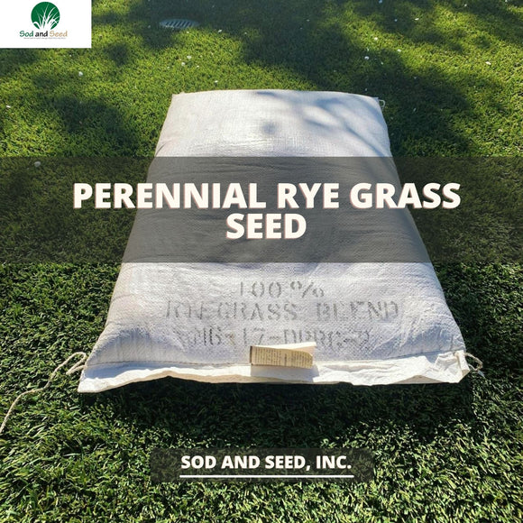 Perennial Rye Grass Seed