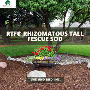 RTF® Rhizomatous Tall Fescue Sod
