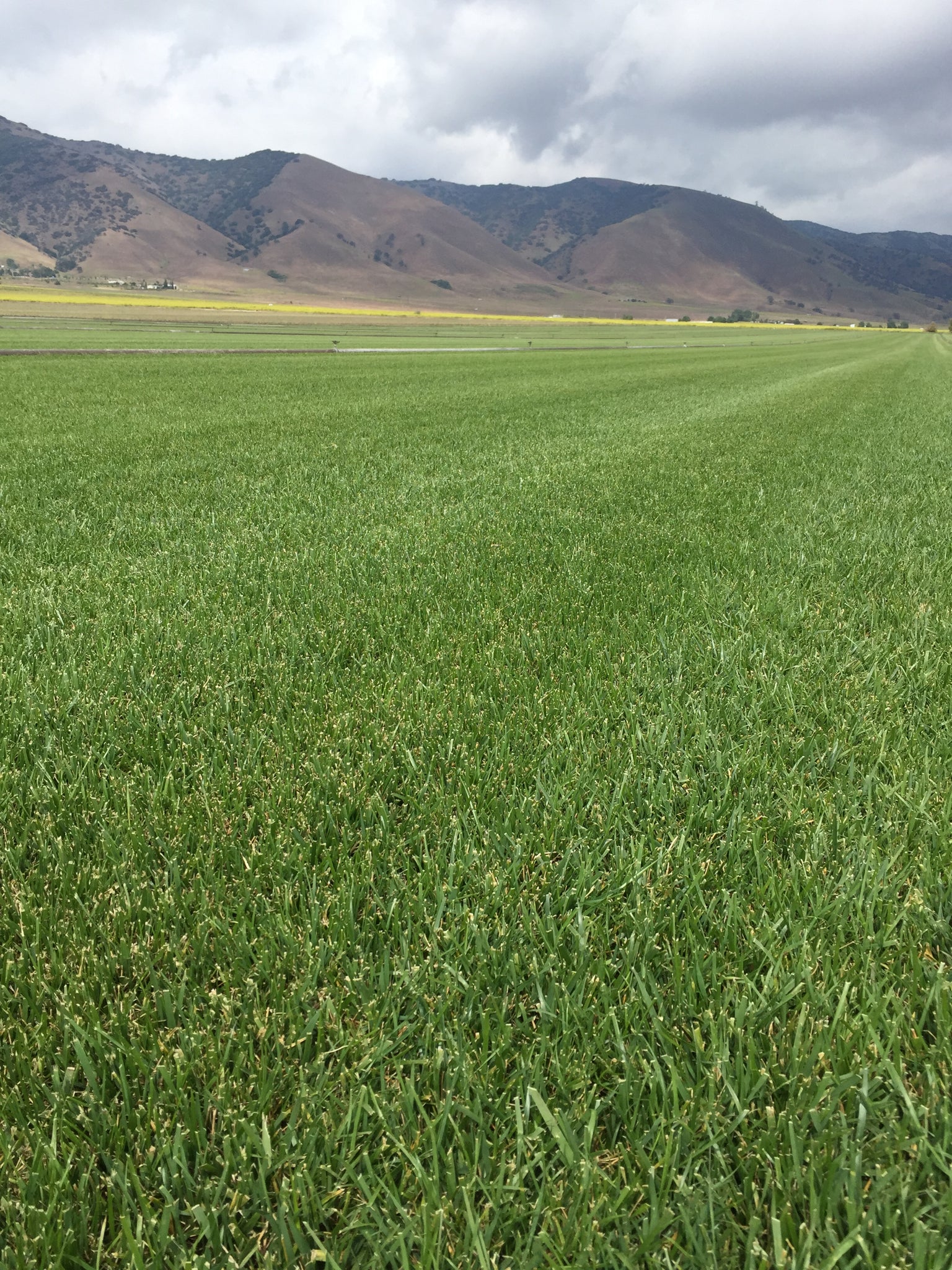 rtf grass seed lowe's RTF® Rhizomatous Tall Fescue Sod Los Angeles – Sod and Seed, Inc