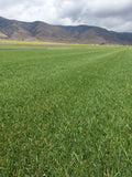 rtf grass sod farm