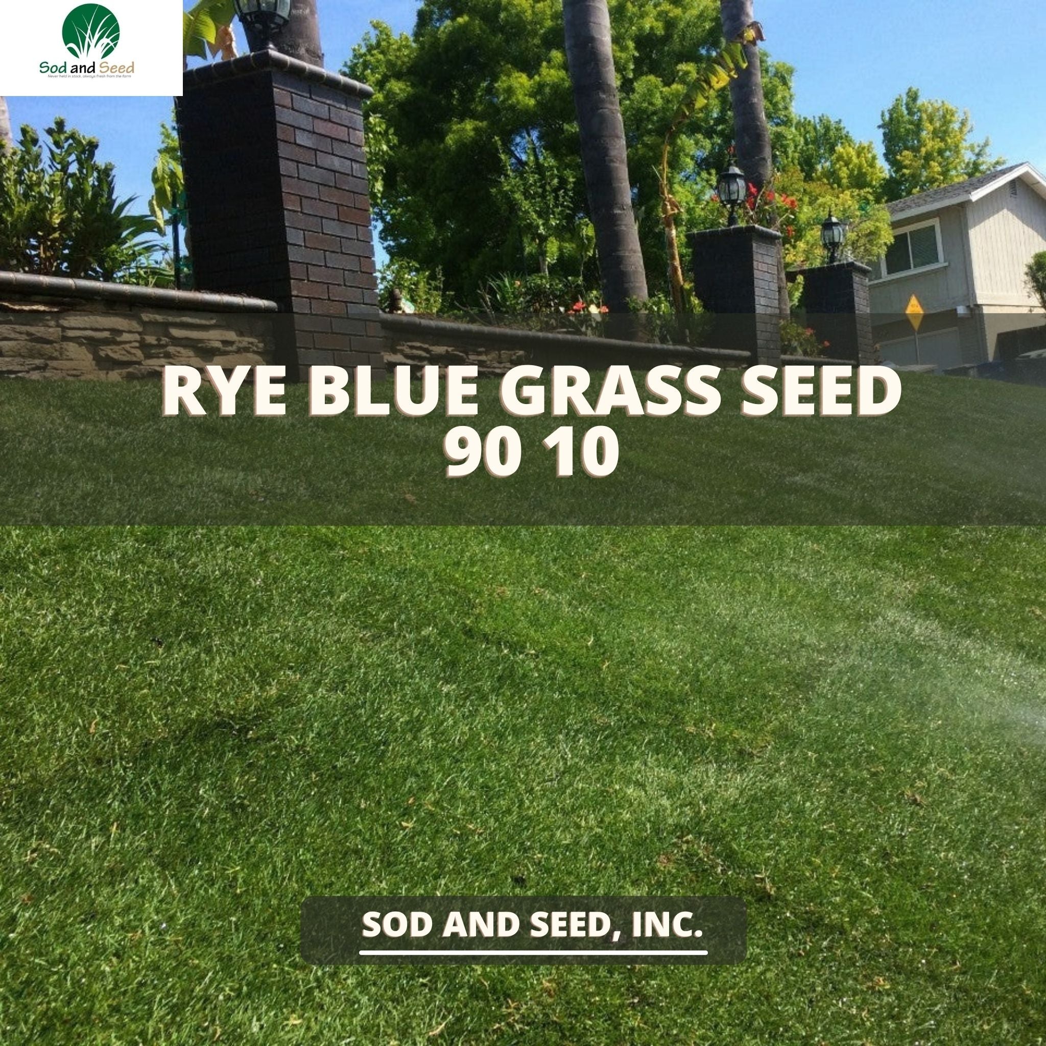suburban lawn and garden grass seed Rye Blue Grass Seed 90 10 – Sod and Seed, Inc